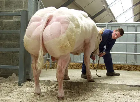 Belgian Blue com o pelo raspado para realçar a anomalia da musculatura, orgulho dos procriadores. Foto: Singularity Hub 