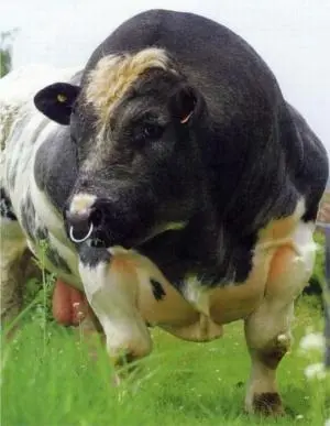 Boi Belgian Blue. Foto: Singularity Hub