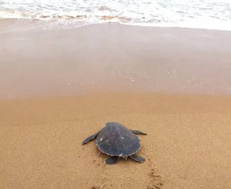 A tartaruga encontrada foi levada de volta ao mar sem dificuldades. (Foto: Roberto Martins/Polícia Ambiental)
