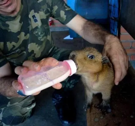 Sozinho, o bichinho foi encontrado por um casal no sábado. (Foto: Divulgação / Polícia Ambiental)