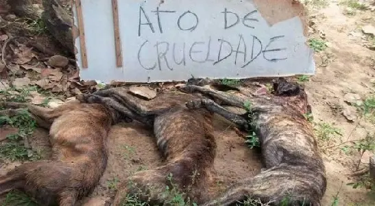 Animais morreram logo após comer chumbinho (Foto: Divulgação)