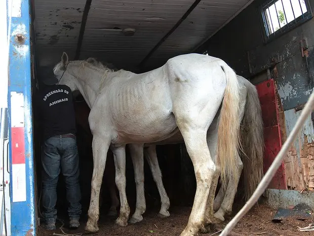 No segundo quadrimestre do ano foram recolhidos 84 animais (Foto: Guga Malheiro/Divulgação)