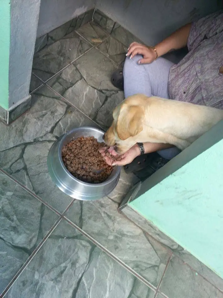 A labradora Samanta sendo bem cuidada na nova casa (Foto: Divulgação)