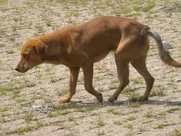 Tufão (Foto: Divulgação)