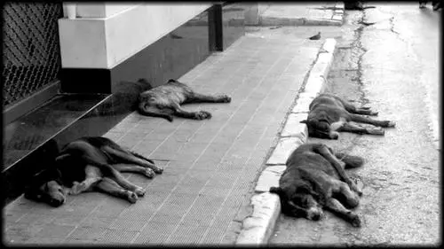 Milhares de cães estão abandonados e esperam um lar. (Foto: Reprodução)