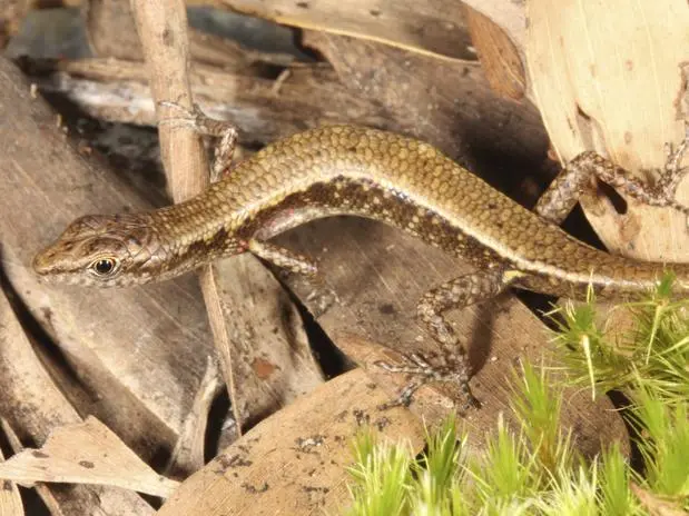 A lagartixa de pele dourada (Saproscincus saltus), ao contrário do lagarto, é mais ativa durante o dia (Foto: EFE)