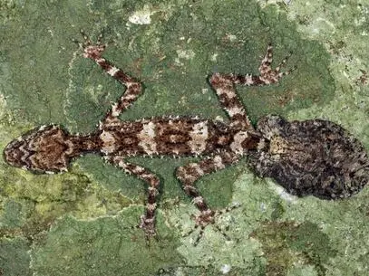 O lagarto (Saltuarius eximius) possui da mesma forma que seus parentes uma aparência "primitiva" (Foto: EFE)