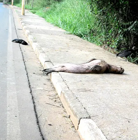 (Foto: Divulgação)