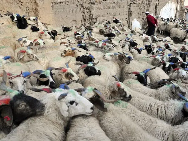 Animais amontoam-se aguardando a morte (Foto: Reprodução Internet) 