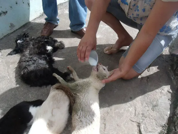 Vizinha ainda tentando salvar a vida de um dos gatos, que agonizava (Fotos: Portal Lagartense)
