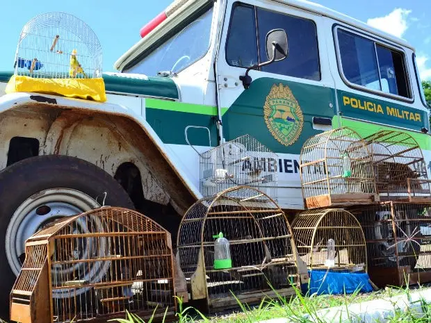 Oito pássaros silvestres foram resgatados pela Polícia Militar Ambiental nesta segunda-feira (7) (Foto: Divulgação/Polícia Militar Ambiental)