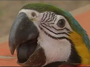 Arara foi surpresa durante a ação (Foto: Reprodução/TV Integração)