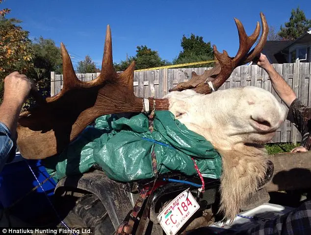 Corpo do alce sendo levado para taxidermia. Foto: Daily Mail