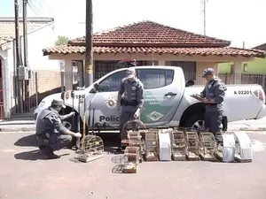 Foto: Policia Ambiental/Divulgação