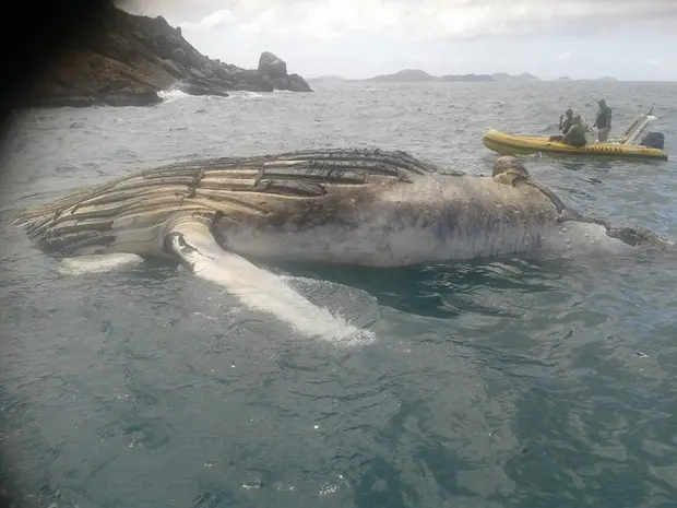 Ainda não se sabe para onde o animal será levado. (Foto: Raimundo Rocha/Guarda marítima)