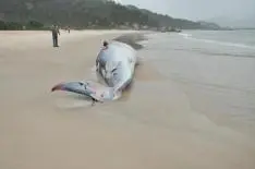 Baleia está na praia das Cordas, normalmente deserta nesta época do ano -  Foto:  Daniel Miranda  /  Divulgação