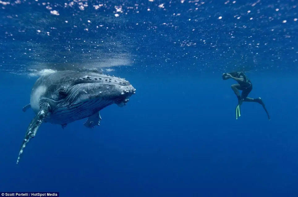 E os mergulhadores podem observar um gigante dos oceanos.