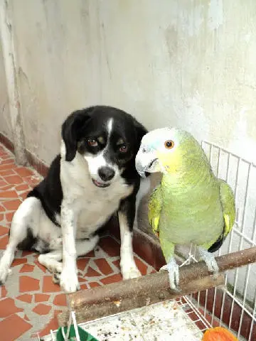 Cão Bartolomeu, adota no projeto Segunda Chance. (Foto: Reprodução)