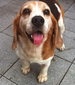 Um dos cachorrinhos que Dani deu banho, com (Foto: Divulgação) a língua mutilada (Foto: Divulgação)