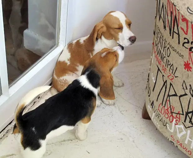 Beagles levados por ativista de laboratório estão em um apartamento na capital (Foto: Gabriela Gasparin/G1)