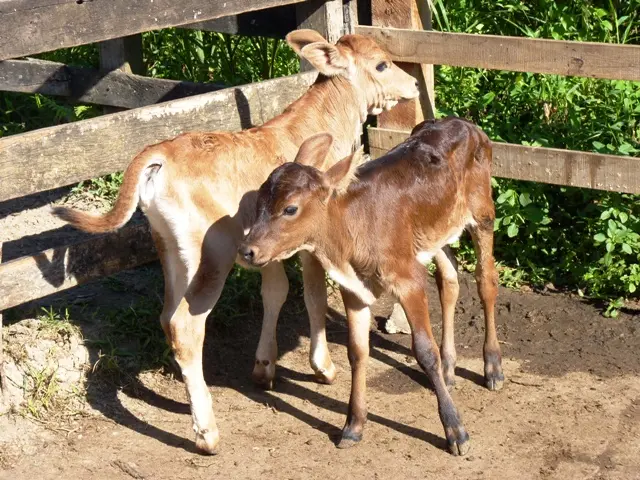 Animais foram sequestrados durante a noite (Foto: Reprodução Internet)