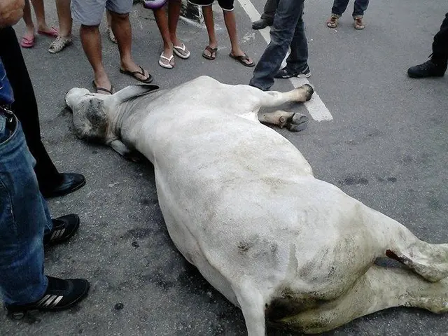 Os bois foram mortos friamente pela polícia local. (Foto: Reprodução/Internet)