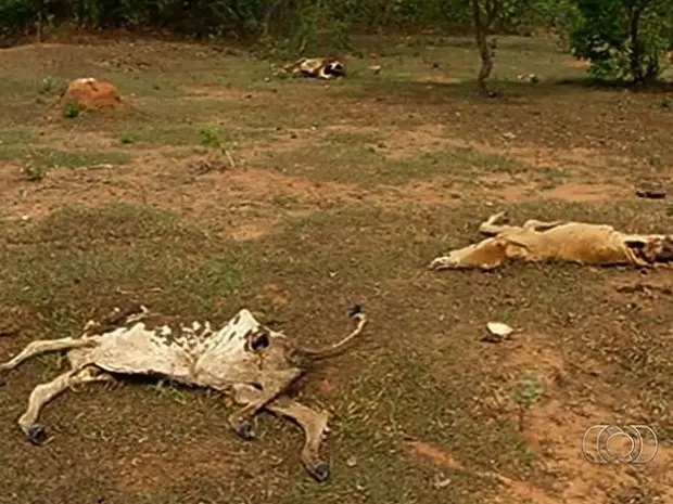 (Foto: Reprodução/TV Anhanguera)