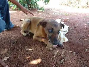 Guerreiro foi encontrado dentro de saco plástico em setembro (Foto: Apas/Divulgação)