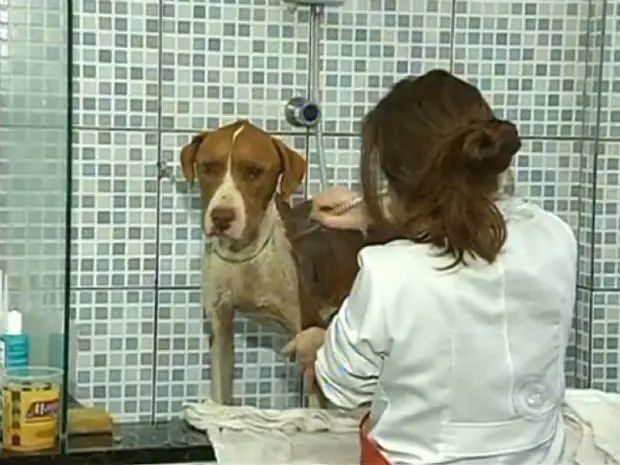 Em clínica veterinária, animais receberam tratamento e passaram por exames (Foto: Reprodução/TV TEM)