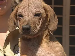 Tigrão chegou a ser adotado, mas foi novamente abandonado (Foto: Reprodução/TV Tem)