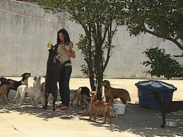 Entidade recebe mais de 40 chamados por semana e abriga 30 animais (Foto: Reprodução/TV Tem)