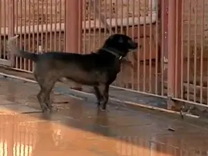 Animais ficaram perdidos após o temporal (Foto: Reprodução/RBS TV)