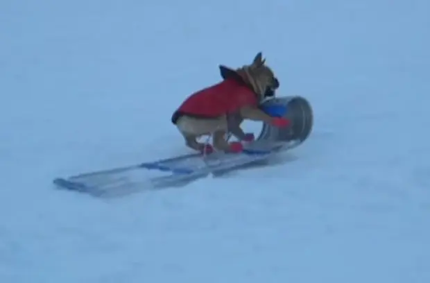 Após dono cair, cachorro sobe no trenó e desce sozinho (Foto: Reprodução)