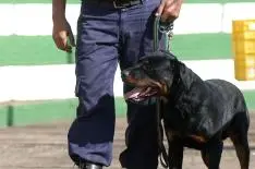 (Foto: Divulgação)