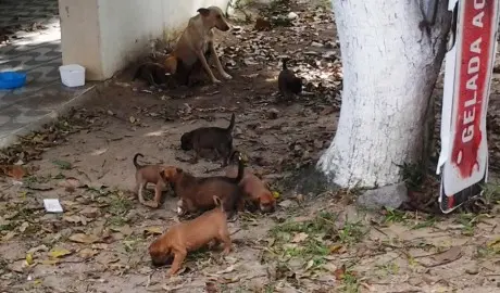 Os cães foram deixados por três homens em um carro Nissan, de cor prata e placa não identificada, por volta das 14h do dia 26 de setembro. Foto: Divulgação Os cães foram deixados por três homens em um carro Nissan, de cor prata e placa não identificada, por volta das 14h do dia 26 de setembro.