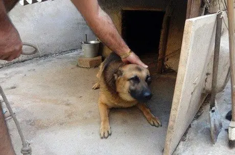 Animal foi diagnosticado com doença avançada no olho. (Foto: Carla Viviane/Sos Bichos/ Divulgação)