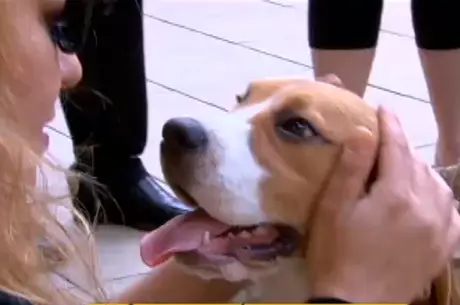 Cerca de 150 animais foram resgatados por ativistas no Instituto Royal, que faz testes para cosméticos. (Foto: Reprodução/TV Record)