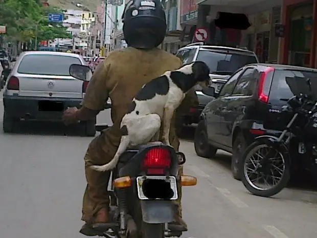 Cachorro é transportado na garupa de moto sem proteção. (Foto: André Brum/ VC no G)
