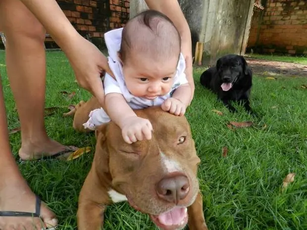 O labrador Shogun convive tranquilamente com a família de Paulo Queiroz (Foto: Arquivo Pessoal/Paulo Allan Queiroz)