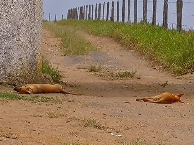 Moradores acreditam que cachorros foram envenenados durante a noite. (Foto: Reprodução /Inter TV)