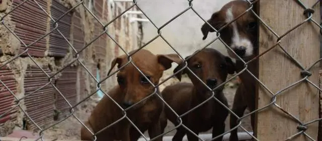 No comunicado recomenda-se às pessoas manter seus cães em suas casas, preferencialmente amarrados e com coleira, a fim de evitar confusões. (Foto: Reprodução)