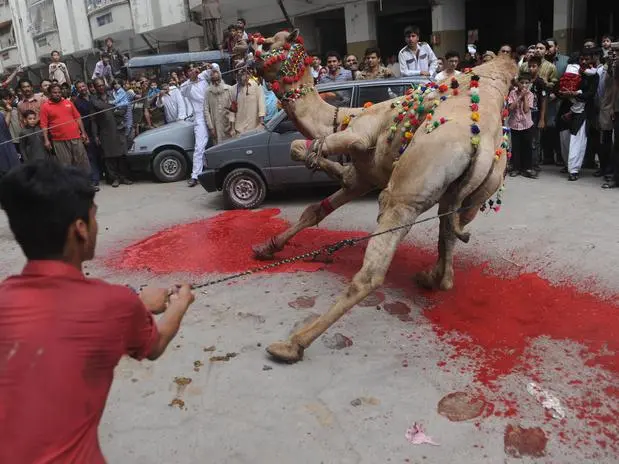 Animais são mortos nas ruas (Foto: Reprodução Internet)