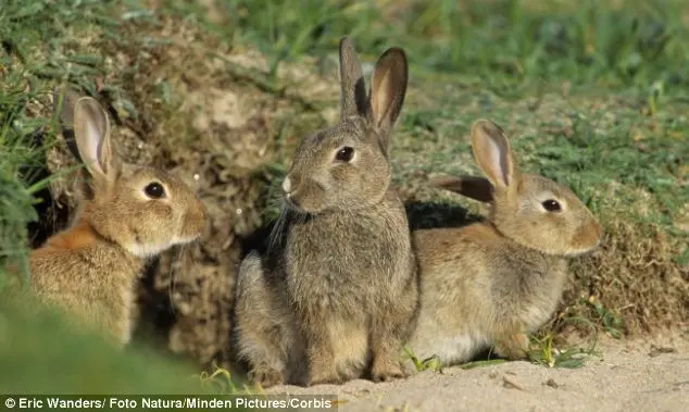 Esta será uma das maiores matanças de animais no país.