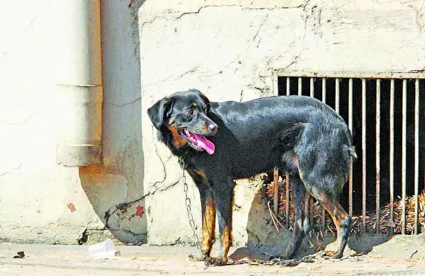 O cachorro estava amedrontado e sem nenhum sinal de água ou comida por perto. (Foto: Del Rodrigues)