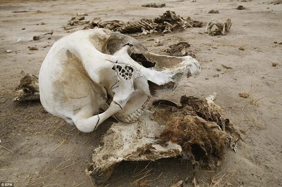 Comportamento animal: Enquanto permanecer em vigília é um comportamento raro dessa elefante fêmea, os elefantes são conhecidos por passar suas trombas sobre os crânios de elefantes mortos quando os encontram.
