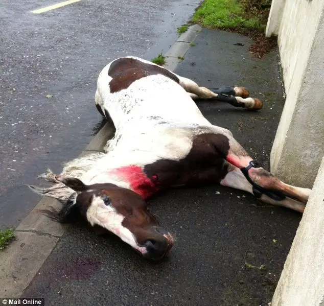 Abandonado: viajantes irlandeses corriam com o cavalo na estrada N8, que liga Cork a Dublin, quando bateram contra a traseira de um carro estacionado, afirmou-se. Eles então deixaram o animal para morrer na beira da estrada.