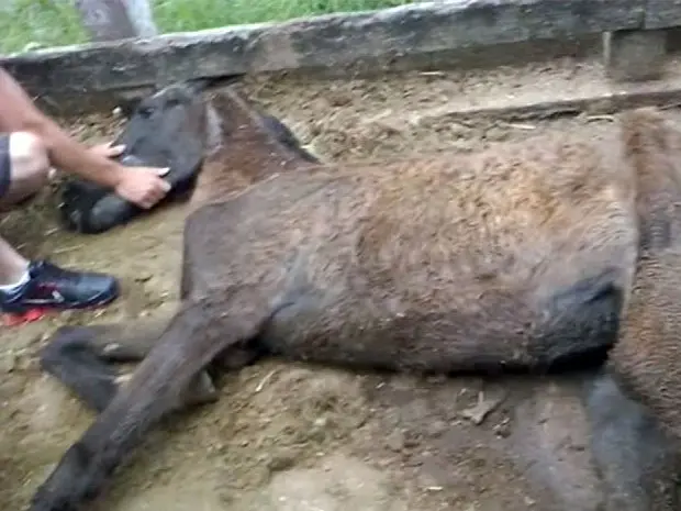 Cavalo foi flagrado em situação precária no curral municipal de Varginha (Foto: Reprodução EPTV)