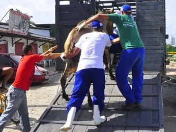 Com sinais de maus-tratos, cavalo que puxava carroça é levado para Centro de Vigilância Animal (Foto: Inaldo Menezes/PCR)