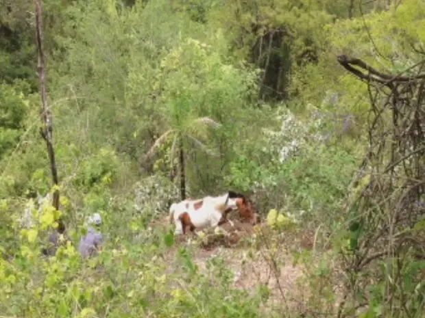 Resgate durou mais de duas horas e animal aparentava estar perdido (Foto: Reprodução/TV Tem)