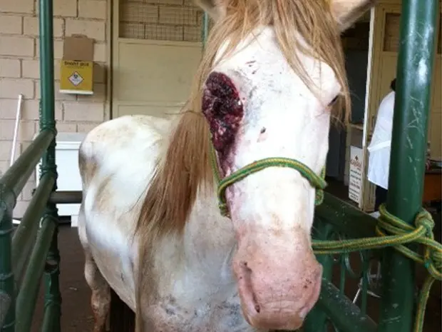 Feridas tomam conta do olho do animal por falta de cuidados médicos  (Foto: Fernanda Coutinho/ Arquivo Pessoal)